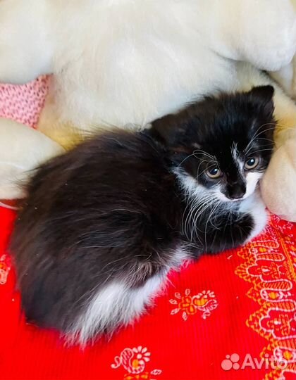 Маленький усатый котенок в дар в добрые руки