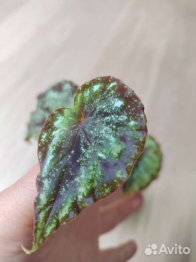 Бегония декоративно лиственная