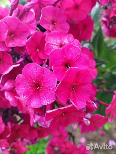 Флокс Прометей