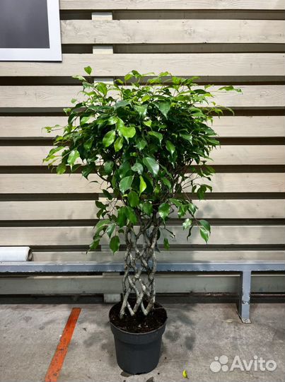 Фикус бенжамина решетка H 100 см