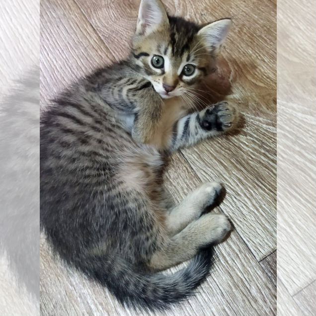 Котёнок в добрые руки