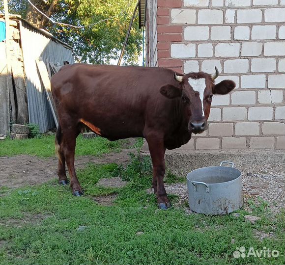 Телка стельная