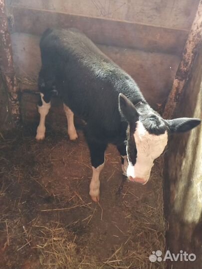 Телёнок, тёлочка