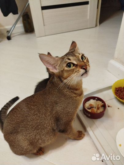 Абиссинский котенок мальчик