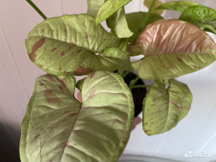 Сингониумы