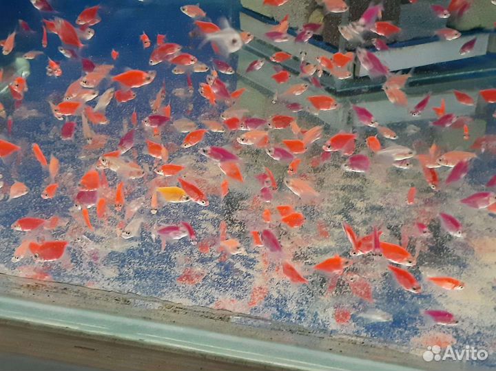 Аквариумные рыбки