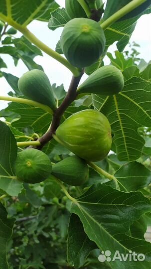 Саженцы хурмы, гранат, инжир