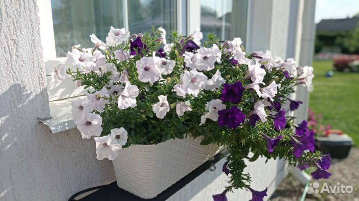 Кашпо с петуниями для балкона, окна (микс)