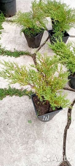 Саженцы туя, ель, можжевельник, сосна хвойные