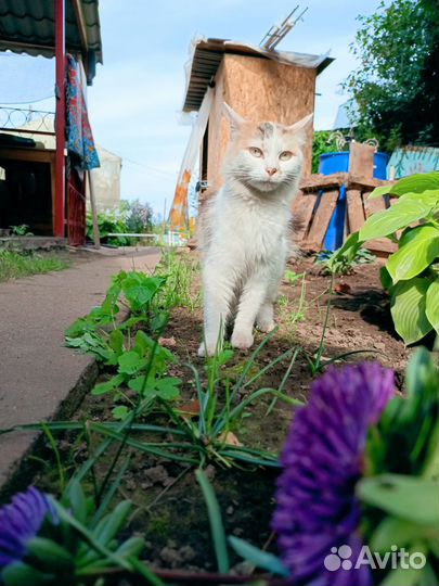 Кошка в добрые руки