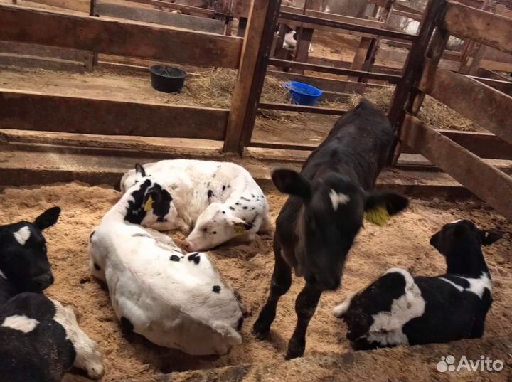 Телята бычки тёлки доставка бесплатно