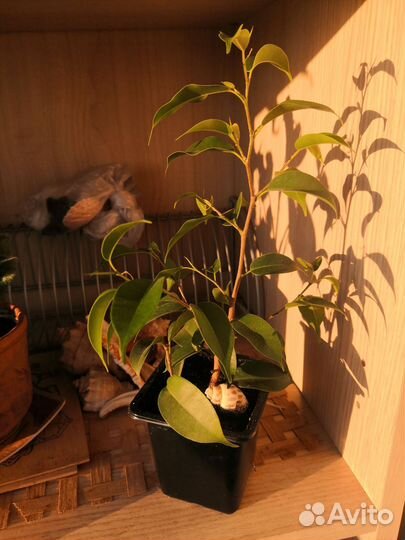 Комнатные цветы