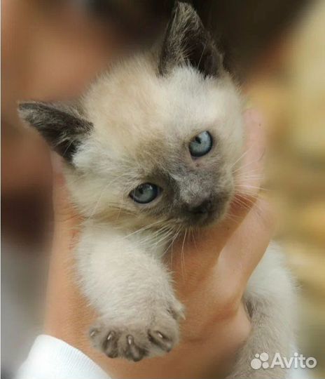 Сиамский котенок девочка