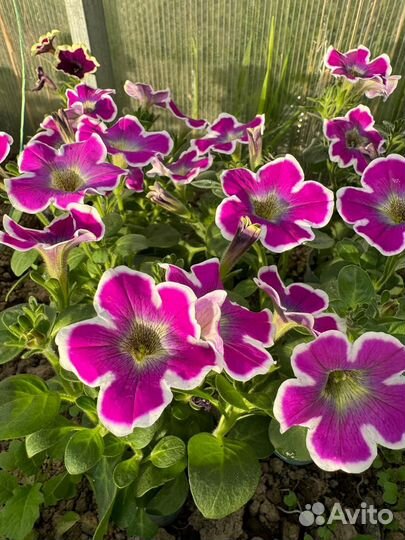 Вегетативные петунии, калибрахоа