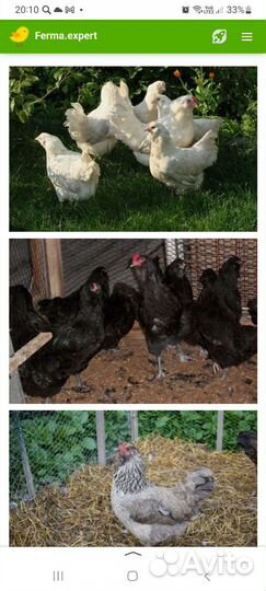 Амераукана