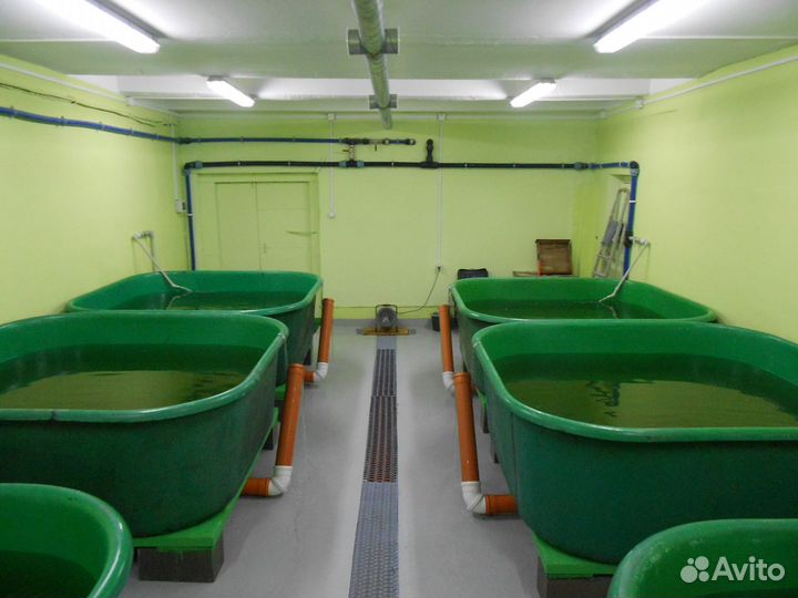 Разведение рыбы. Аквакультура