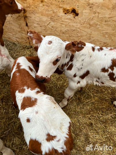 Телята доставка