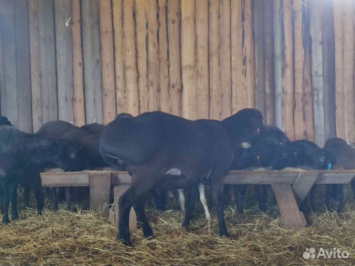 Овцы,ягнята, бараны