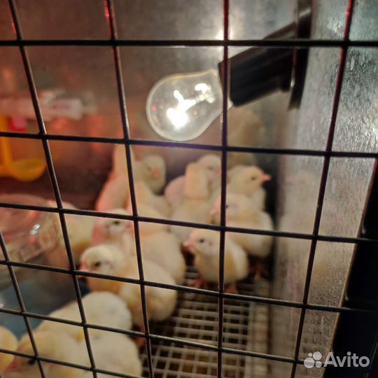 Цыплята бройлеры кобб 500