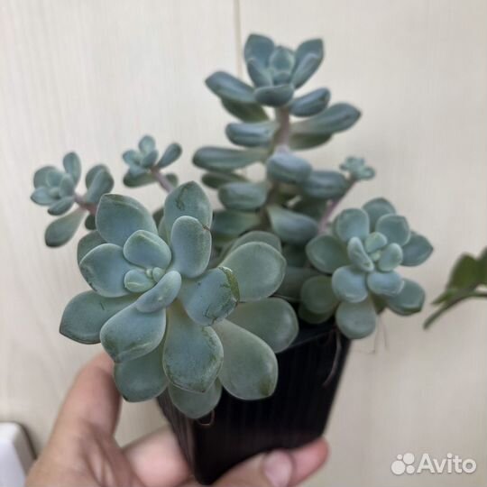 Очиток седум суккулент