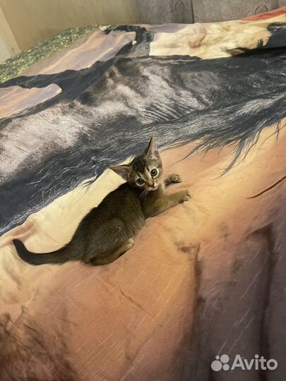 Абиссинская