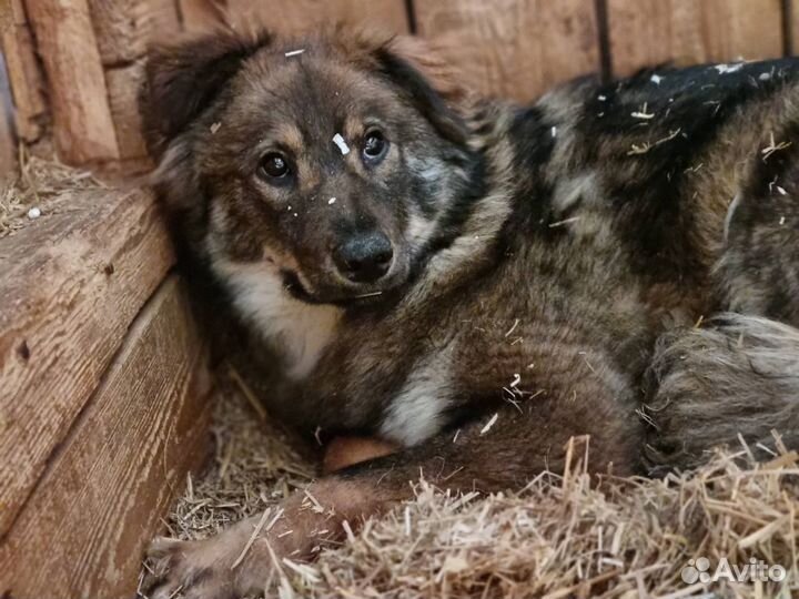 Небольшая Собака в приюте очень ждет родителей