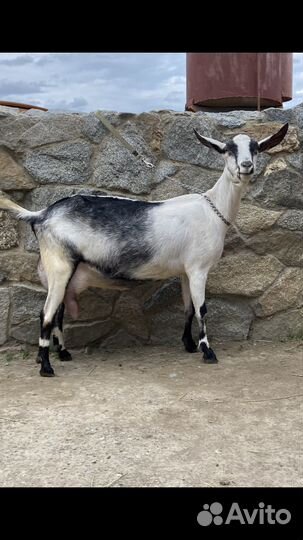 Коза дойная