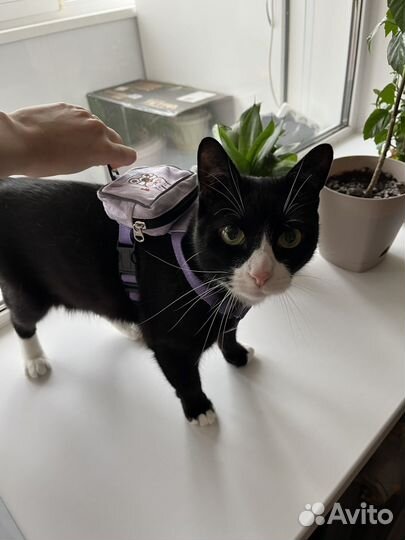 Шлейка-рюкзак для кошек и собак