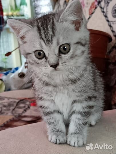 Британские котята