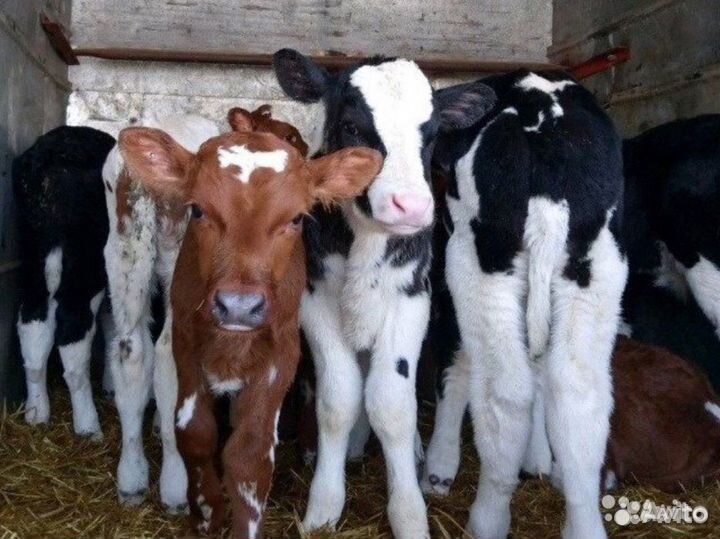 Телята черно-белые