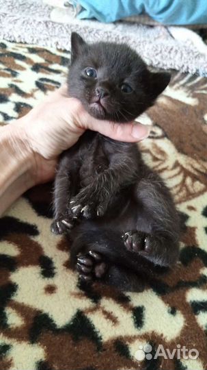 Котенок прелесть