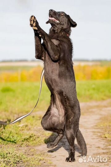 Собака стерилизованная в добрые руки