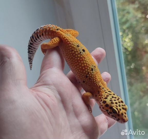 Леопардовый Геккон, пятнистый эублефар, самка