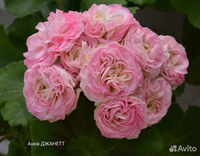 Сортовые пеларгонии почтой