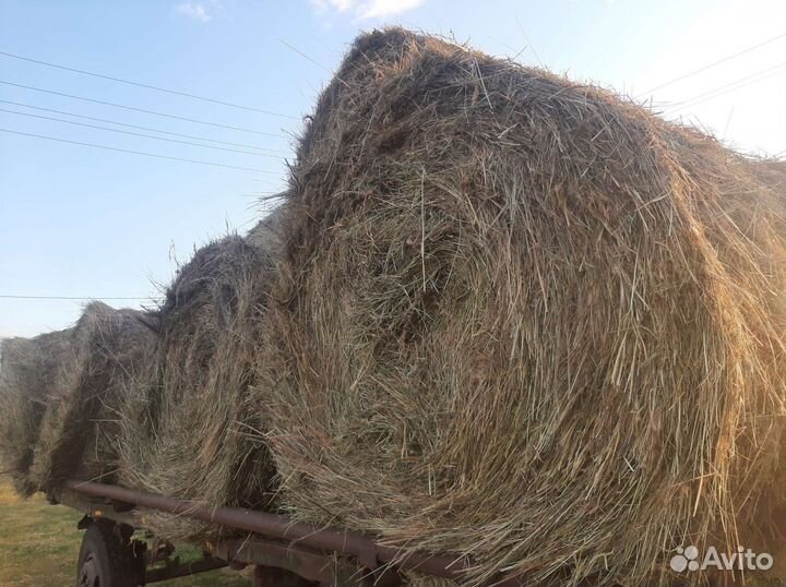 Сено в рулонах 2023 луговое