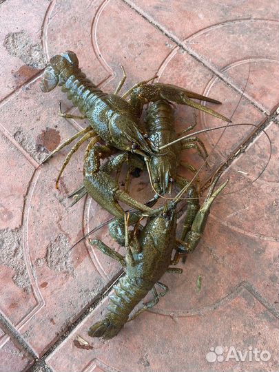 Живые раки с доставкой