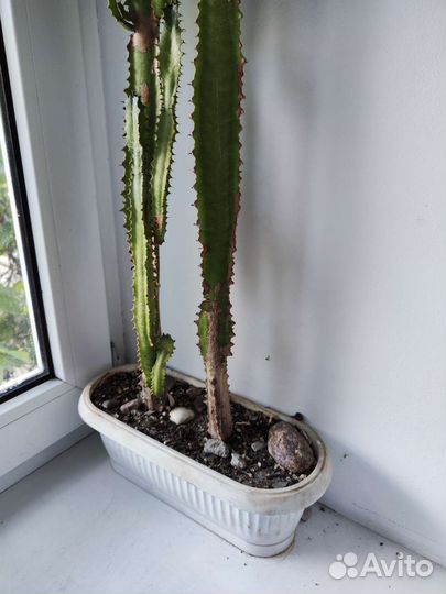 Кактус Мексиканский высокий Эуфорбия Акрурэнсис