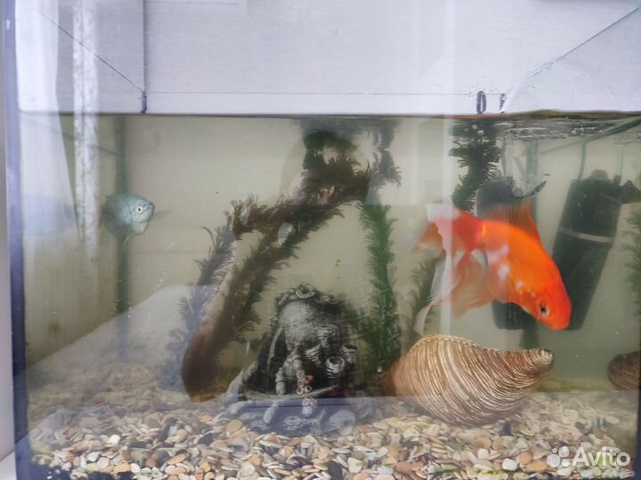 Отдам бесплатно 3 рыбок в аквариуме 35 л