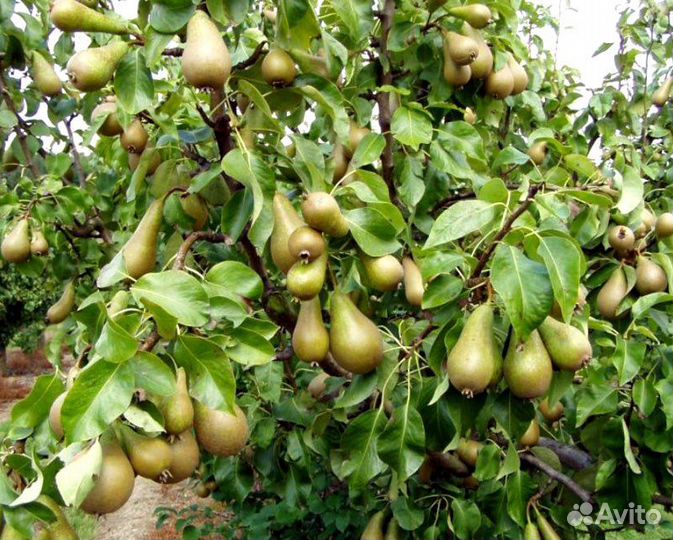Груша конференция Гибрид сибирская