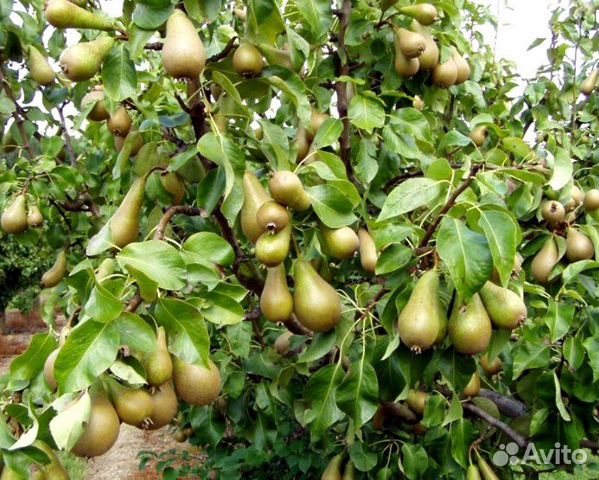 Груша конференция Гибрид сибирская