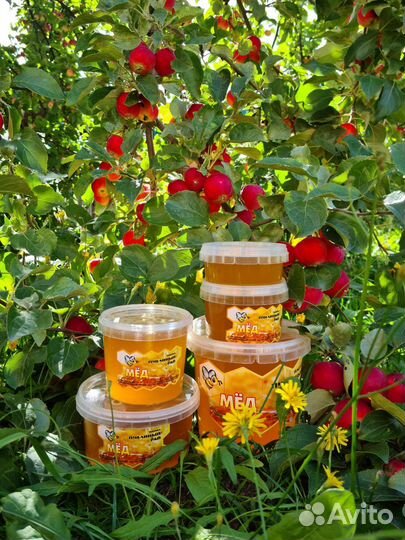 Мёд свежий