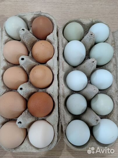Инкубационное яйцо породистых кур