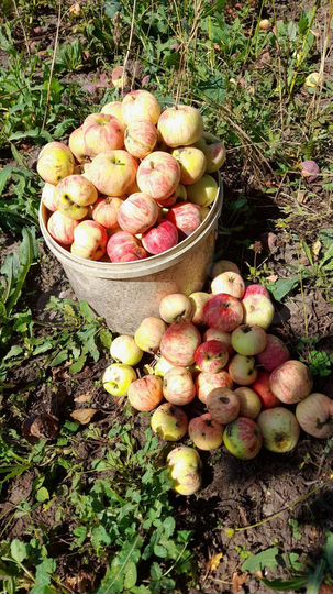 Дача 24 м² на участке 4 сот.