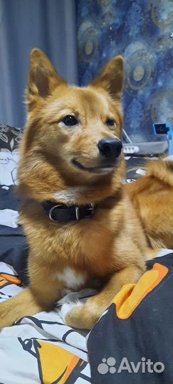 Карело финская лайка. Вязка