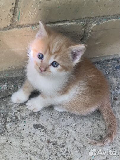 Котята