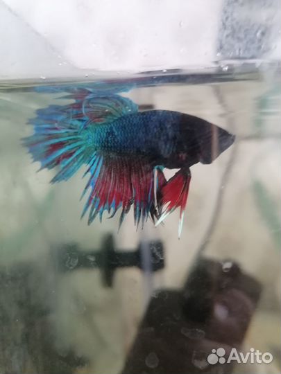 Рыбка петушок
