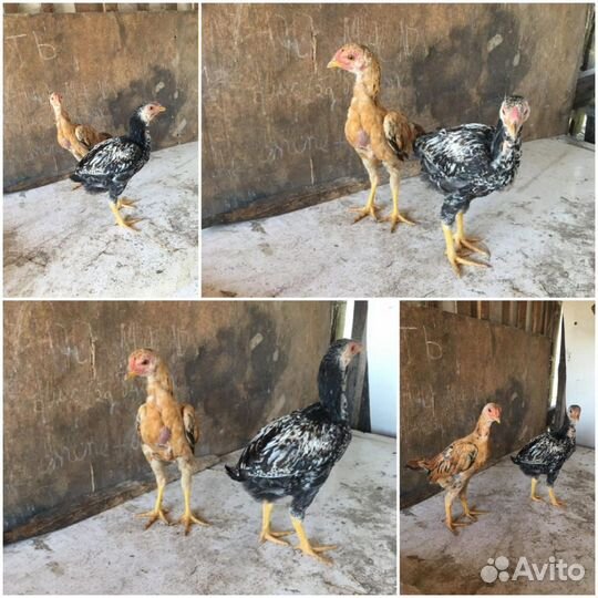 Бойцовые куры