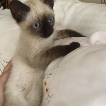 Сиамский котёнок