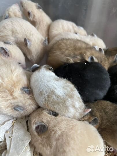 Хомяки крысята продажа