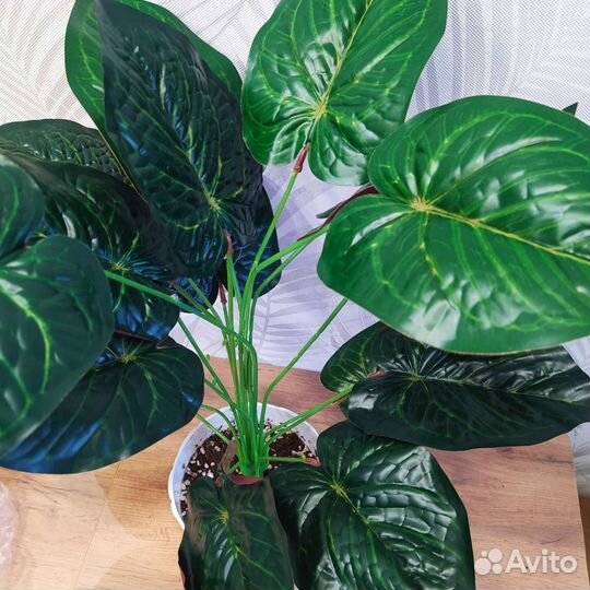 Калатея декоративная